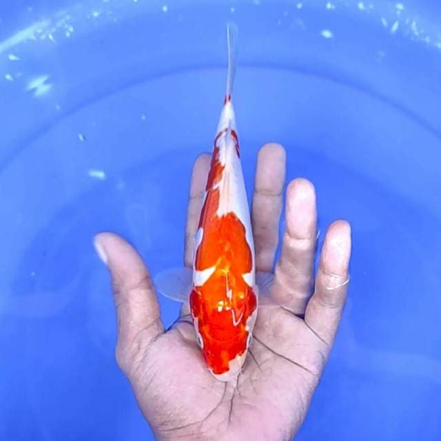 kohaku doitsu