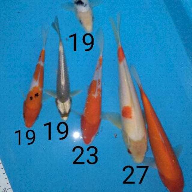 Mix Kanoko. Bekko. Akamuji. Sanke. Kabuto. Aigo 19 - 27 cm