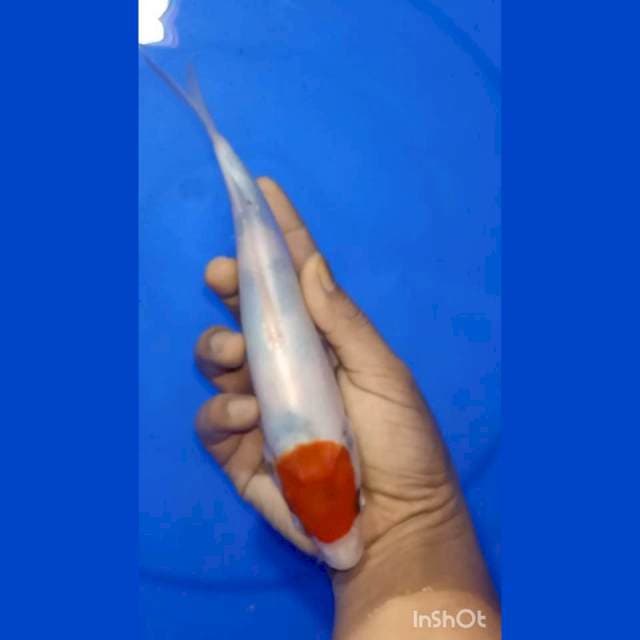SINGKING SUMI SIMETRIS