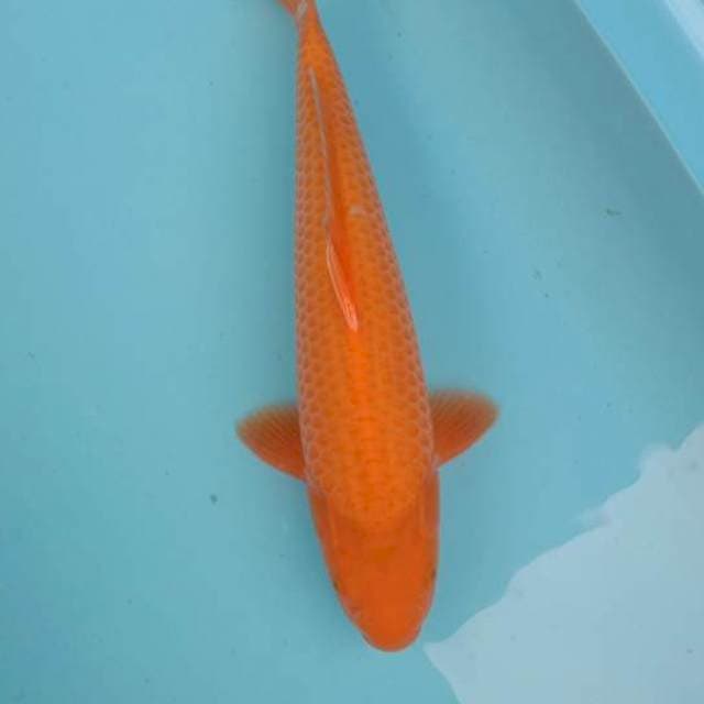 Red karasi 35 cm