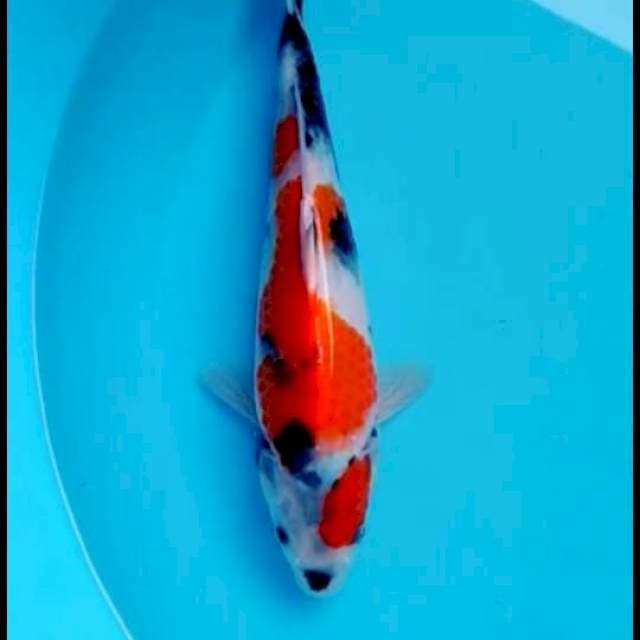 Showa 27cm
