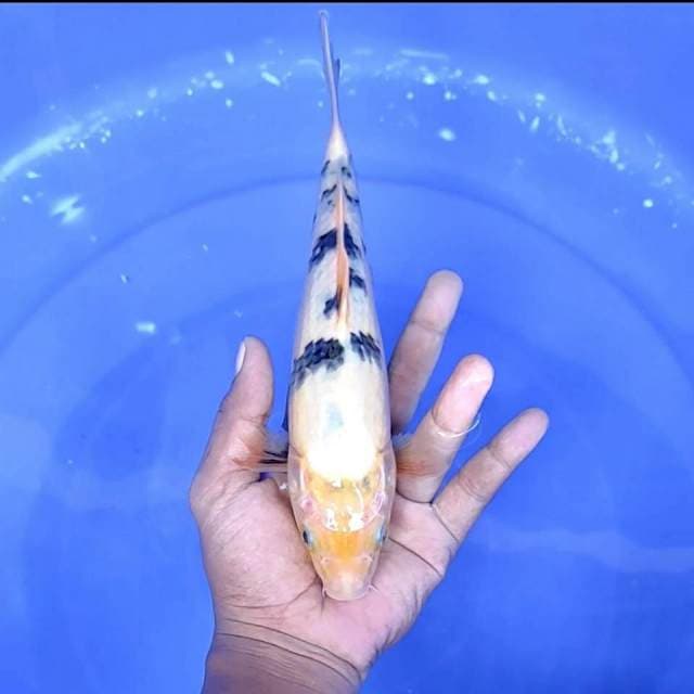 bekko //25 cm