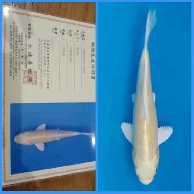 2ekor Marusei π―π΅ Kohaku & Ogon