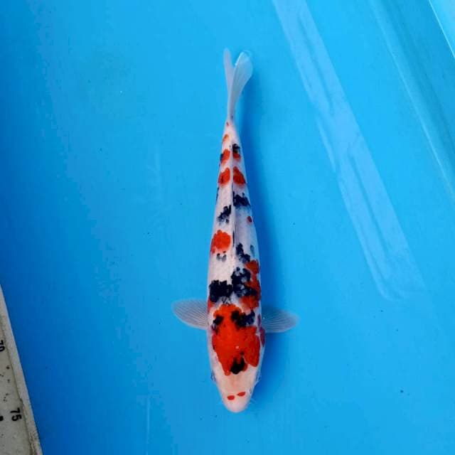 SANKE 28cm