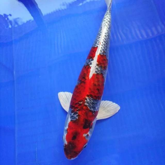 Kujaku merah 43cm male