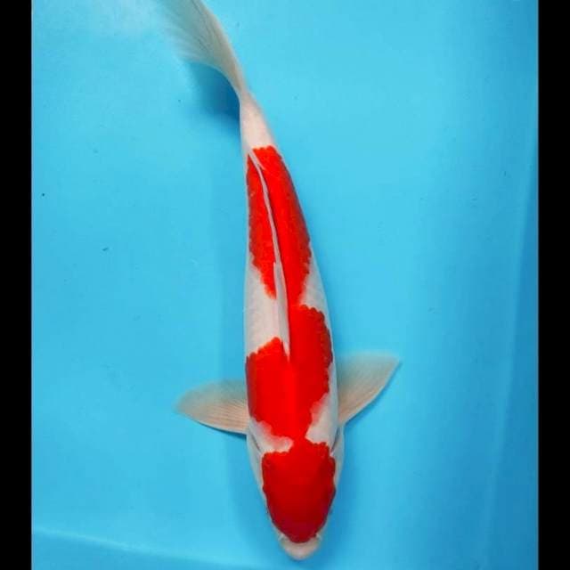 Kohaku original 34 cm m