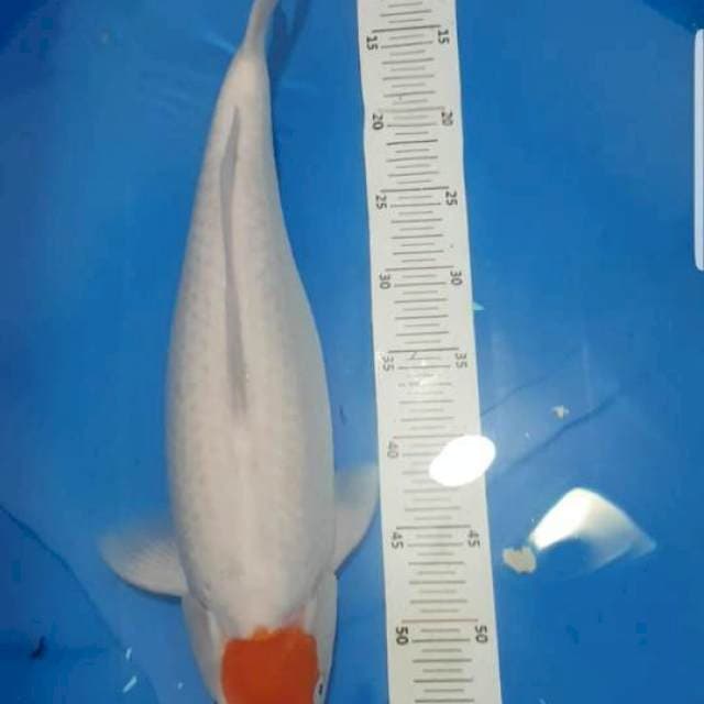 Tancho Kohaku Female 47 cm
