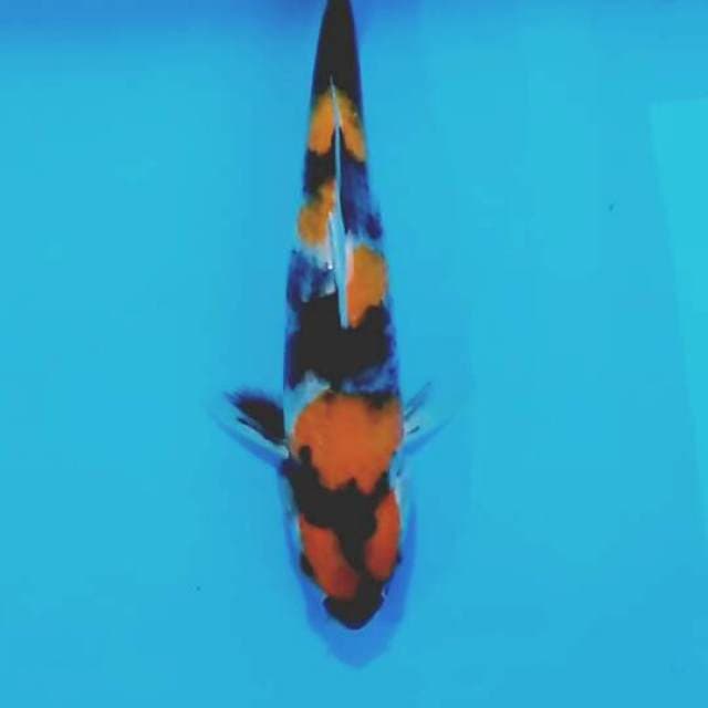 Showa 24cm