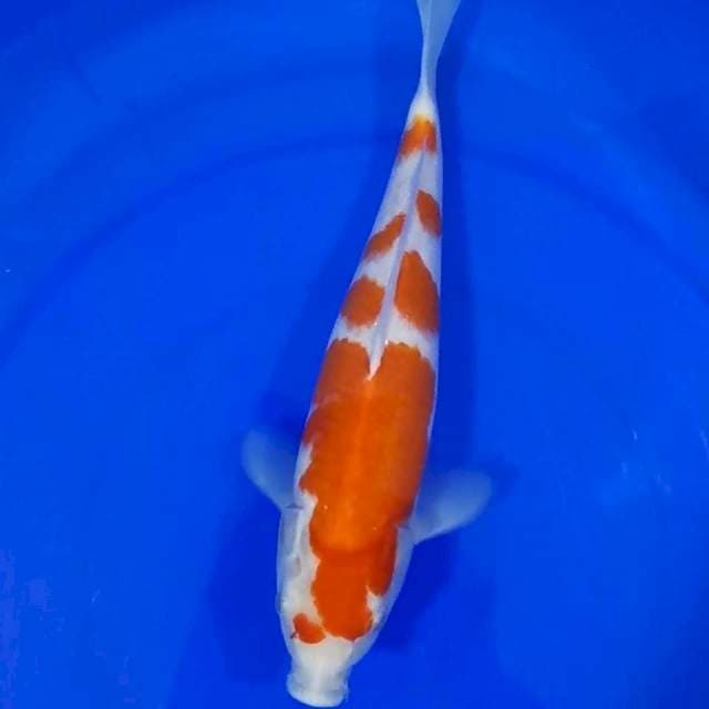 KOHAKU MALE 30CM ๐๐ป
