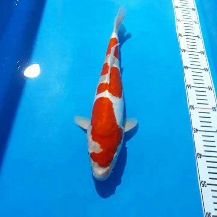 Sandan kogaku 41 cm