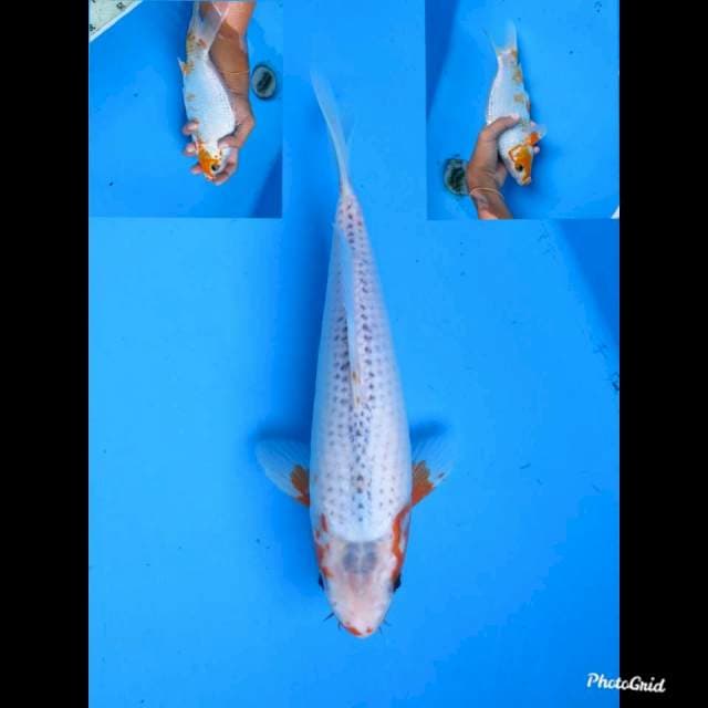 27cm , Male , Yuki Asagi Tategoi