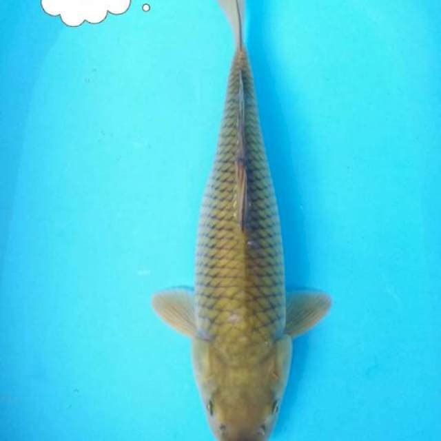 Midori jumbo 43 cm