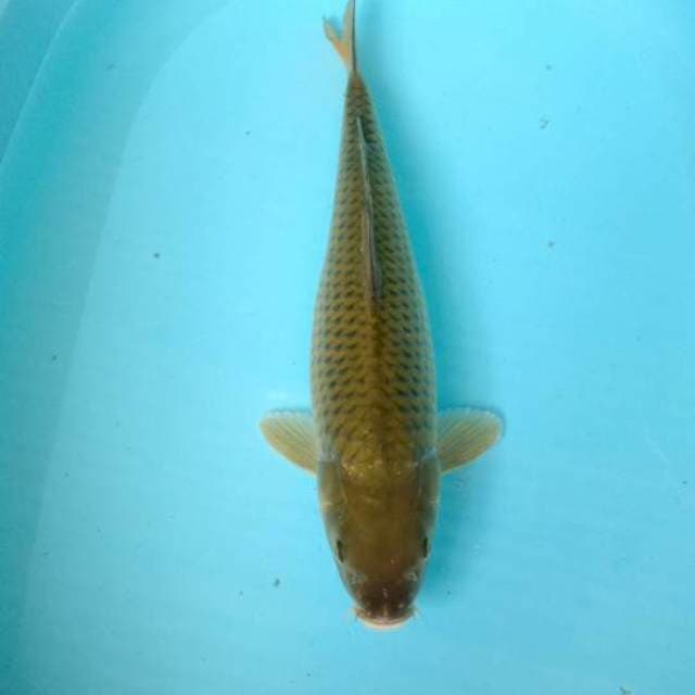 Midori jumbo 40 cm