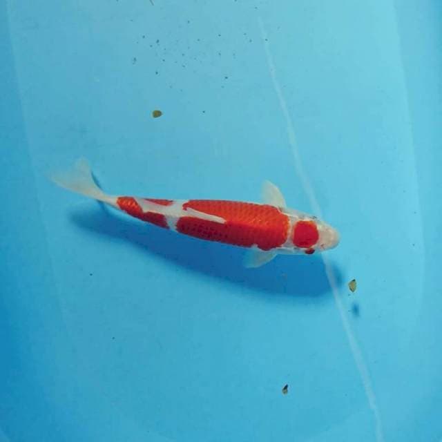 Kohaku 26cm