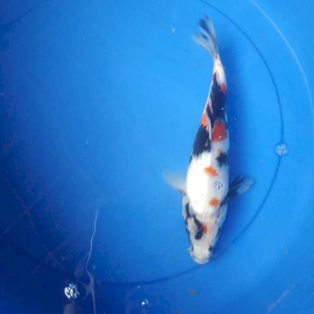 Showa Kindai 25cm