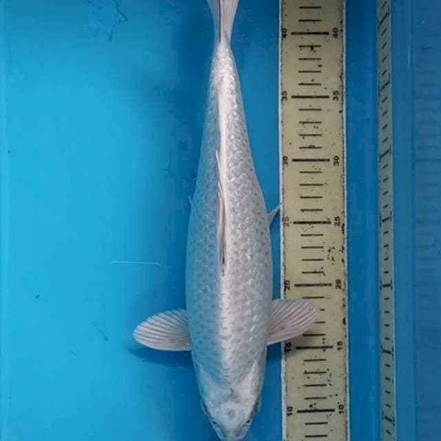 Mukashi Ginrin Punuk ~37