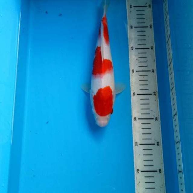 Kohaku beni strong