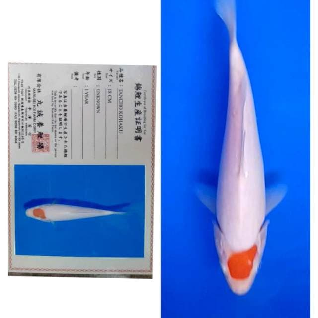 Tancho Kohaku Punuk Import Serti Marusei