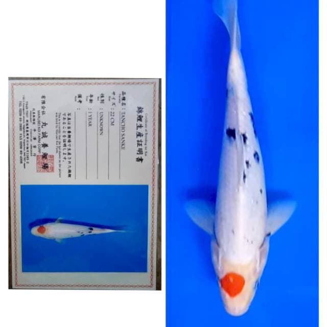 Tancho Sanke Import Serti Marusei