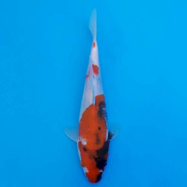 showa 20cm