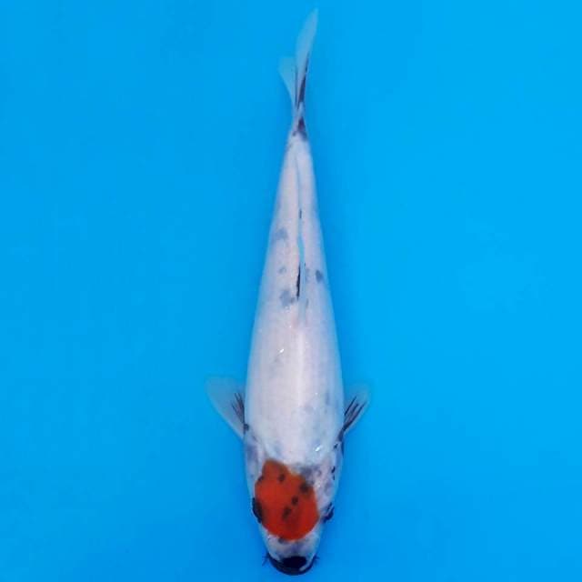 tancho showa 20cm