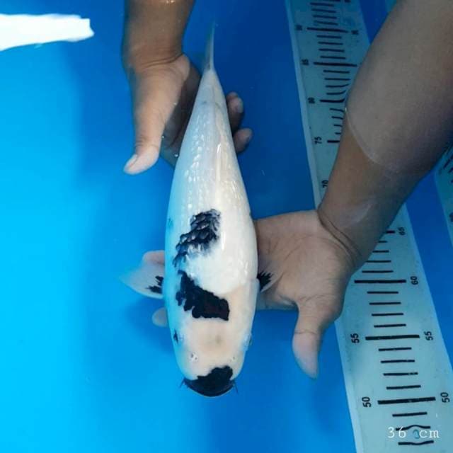 Ginrin shiro bulki 40 bu