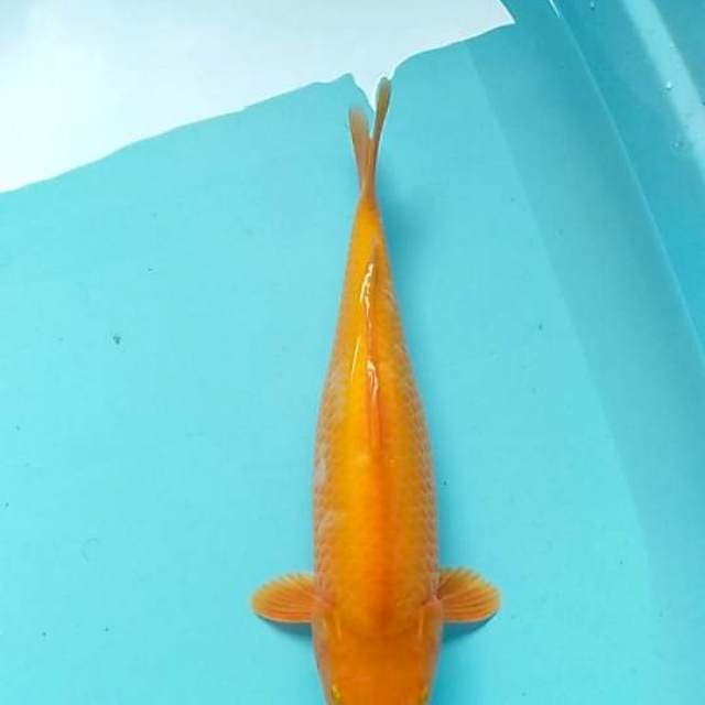Beni karasi calon jumbo