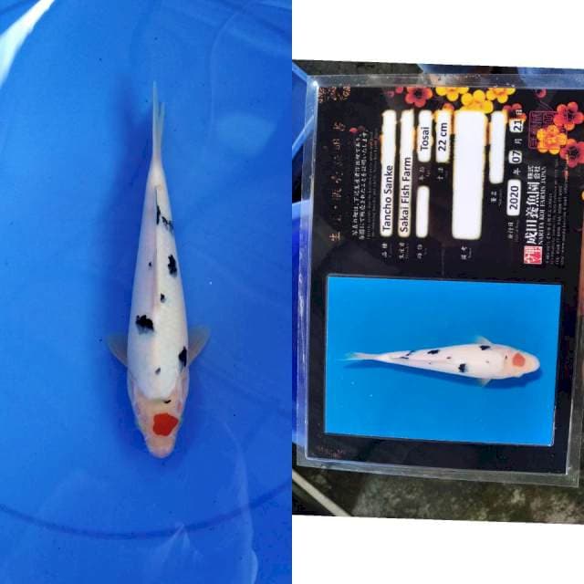 T sanke SAKAI narita serti