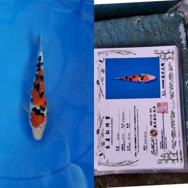 Sanke SAKAI Ltd serti