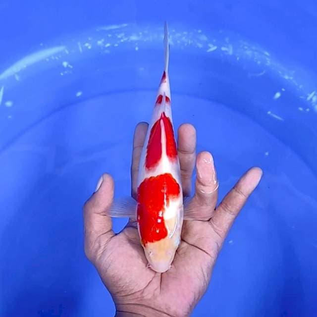 8. Kohaku 4 step || 23 cm