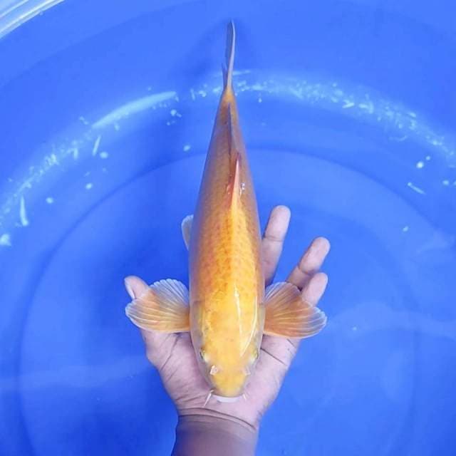 10. Karashi || 36 cm || Jantan