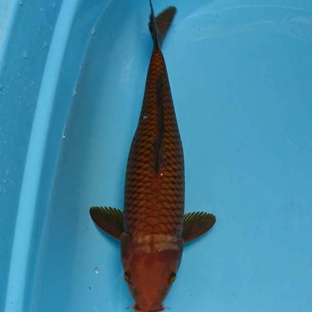 Chagoi 35cm Female