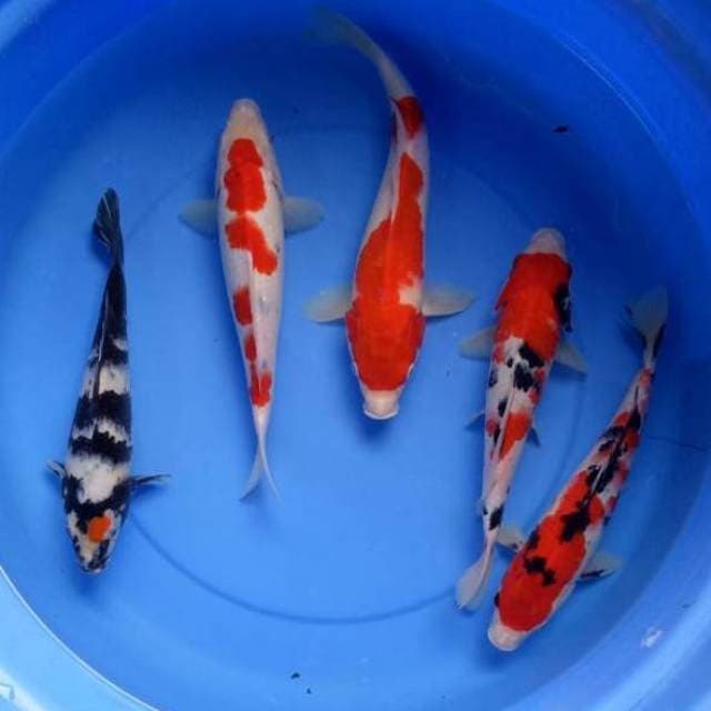 Mix kohaku sanke 30 - 33cm