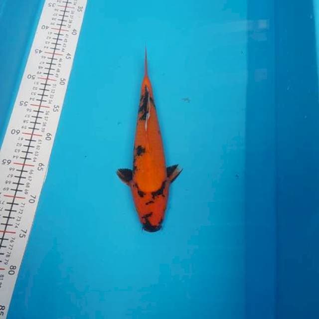 Utsuri 30cm