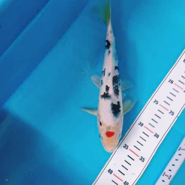 Tanchi Showa 29cm