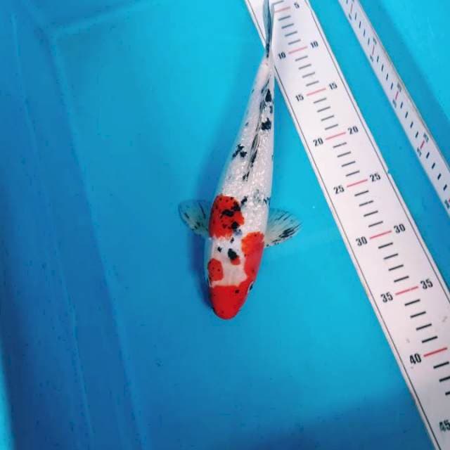 Gindrin 31cm