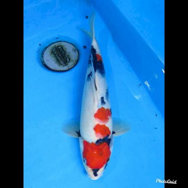 33cm , Male , Bulky Kindai Showa