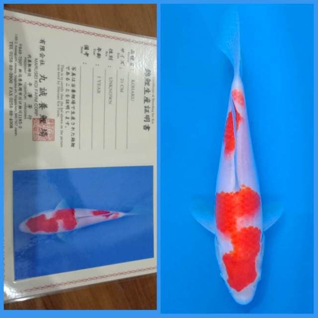 Kohaku Marusei π―π΅ 25bu