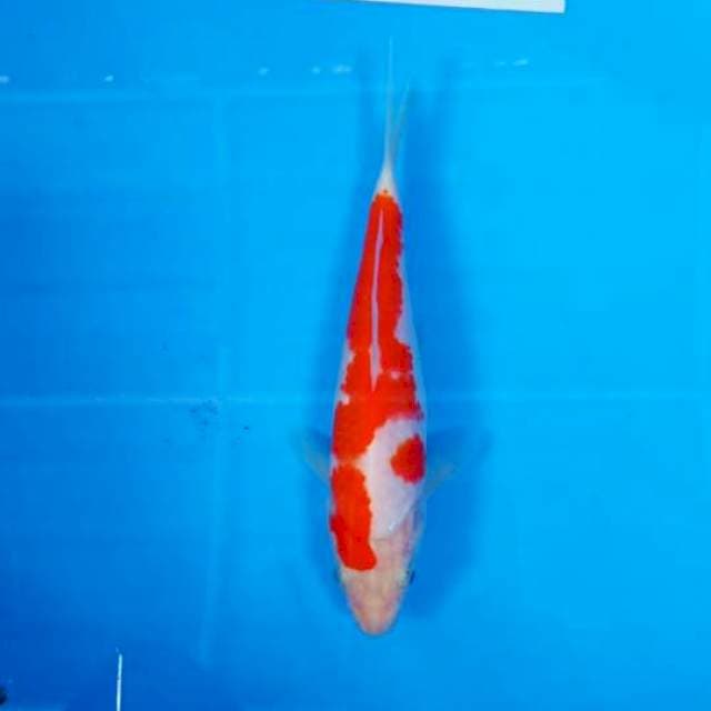Kohaku F1 Matsue merah strong