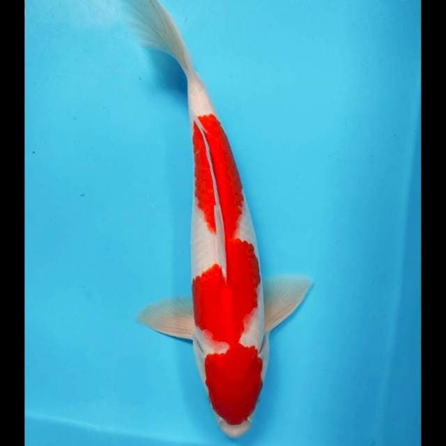 Reddish 34cm male