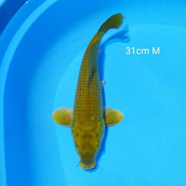 midori kunig 31cm