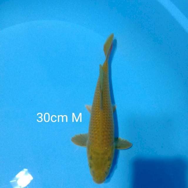 Midori cerah 30cm M