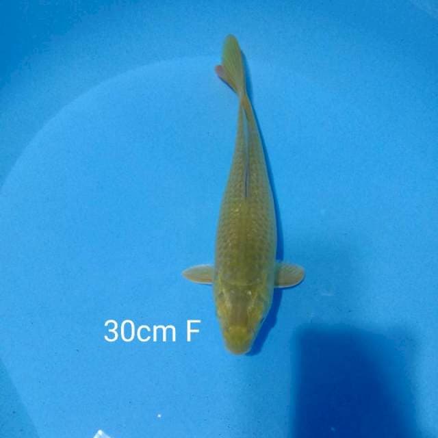 Midori cerah 30cm F