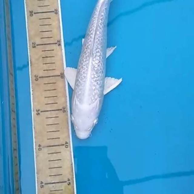 Platinum Full Ginrin 30cm