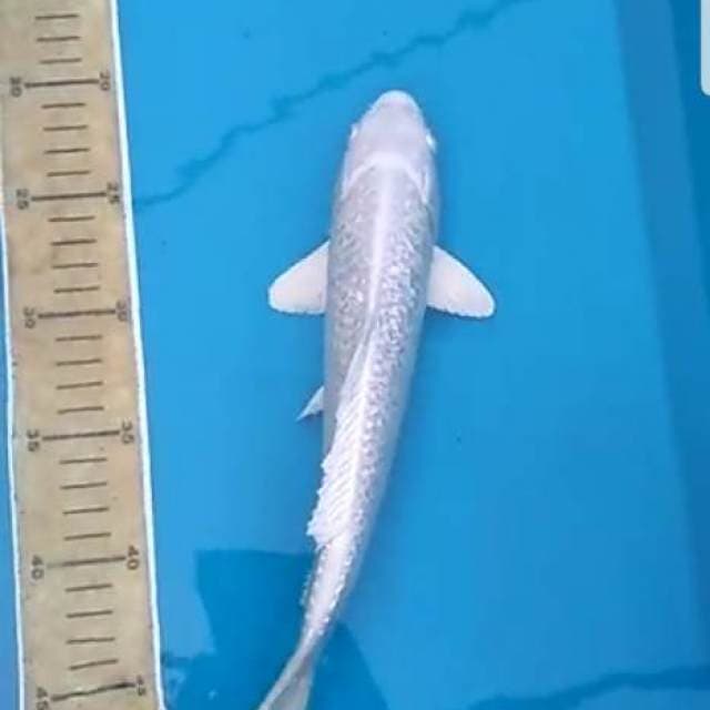 Platinum Full Ginrin 30cm