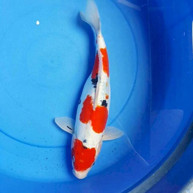 Sanke Doitsu 35CM