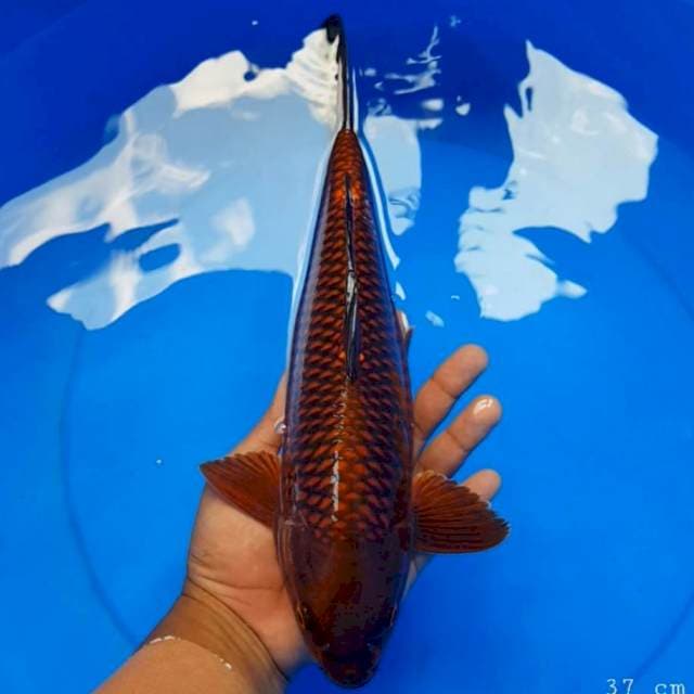 Chagoi tembaga 37 cm