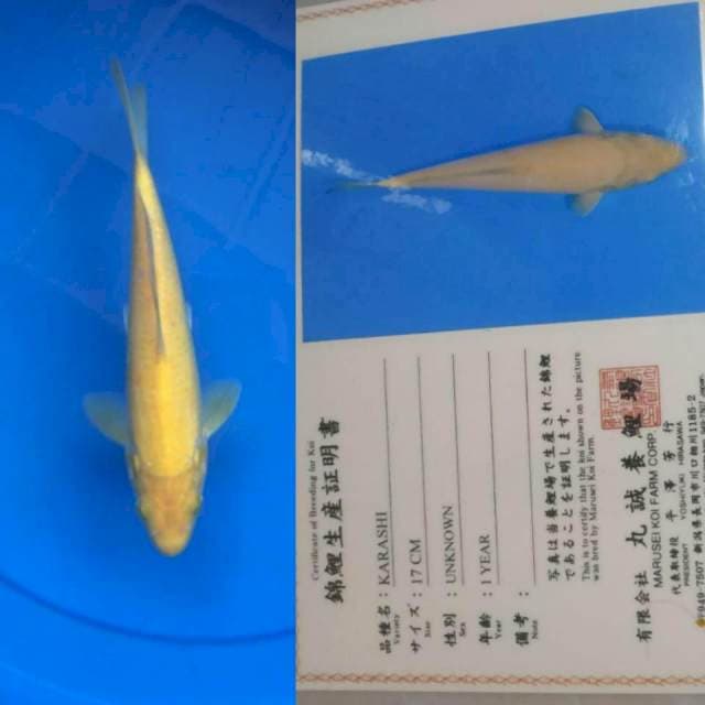 Karashi 25bu Marusei Koi Farm