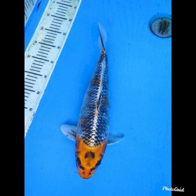 40cm fml , Jumbo Beniginga