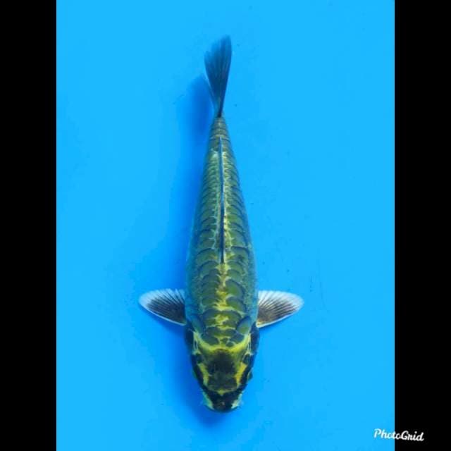 23cm male , Super Unique , Hijau No Bocor